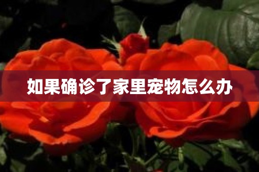 如果确诊了家里宠物怎么办