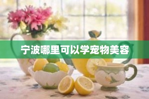 宁波哪里可以学宠物美容