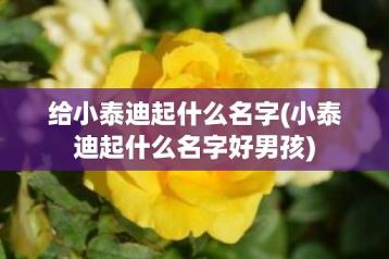给小泰迪起什么名字(小泰迪起什么名字好男孩)