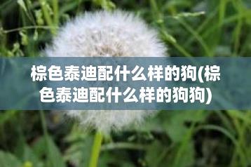 棕色泰迪配什么样的狗(棕色泰迪配什么样的狗狗)