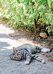 布偶猫哪种颜色最贵